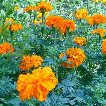 Färbertagetes-Samen - Zier- und Färbepflanze