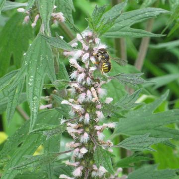 Herzgespann-Samen - Wildstaude