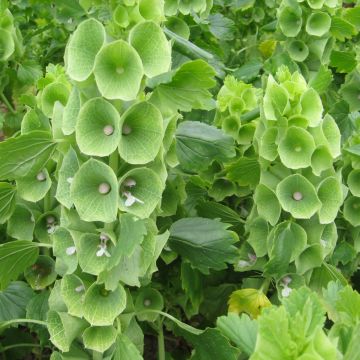 Muschelblumen-Samen
