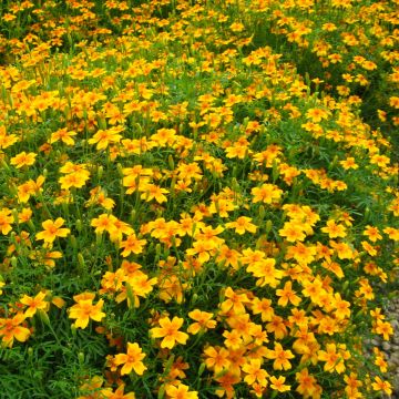 Polster-Studentenblumen-Samen - Zierpflanze