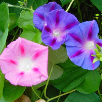 Prachtwinde-Samen - blauviolett-pink