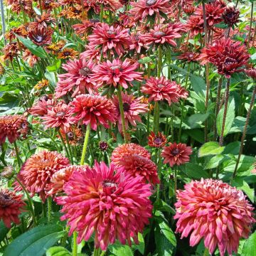 Rauer Sonnenhut-Samen - Zierpflanze