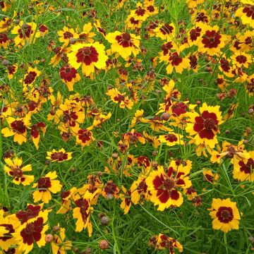 Schöngesicht-Samen - Zier- und Färbepflanze