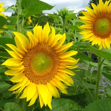 Sonnenblumen-Samen gelb - Zierpflanze