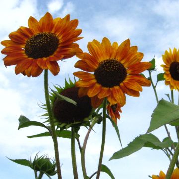Sonnenblumen-Samen rot-bunt - Zierpflanze