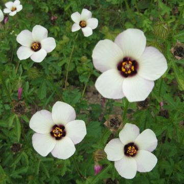 Stundenblumen-Samen - Zierpflanze