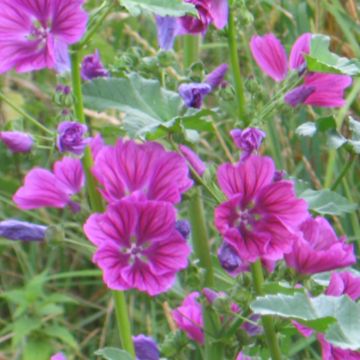 Wilde Malve-Samen - Zierpflanze