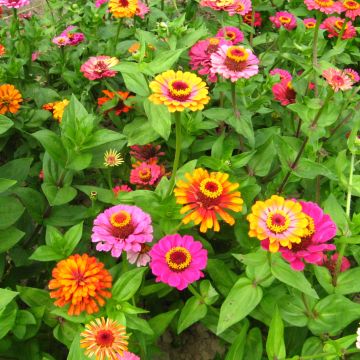 Zinnien-Samen - bunt