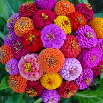 Mini-Zinnien-Samen, gefüllt - Liliput