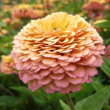 Zinnien-Samen (Floristik) - Prachtmischung