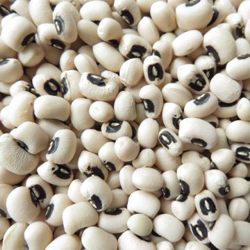 Stangenbohnen-Samen grüne - Black Eyed Pea
