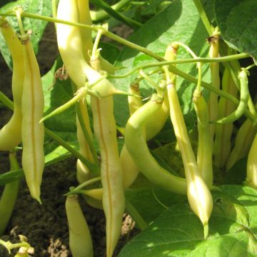 Buschbohnen-Samen gelb - Einlochbohne Tscherno mentis