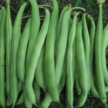 Buschbohnen-Samen grün - Wade
