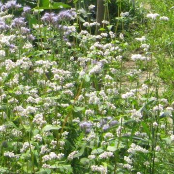 Bienen- und Insektenweide