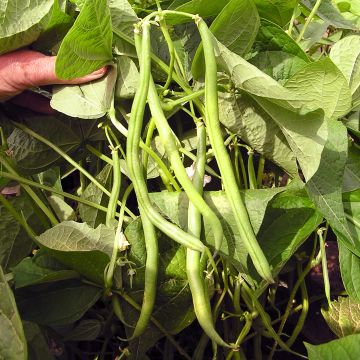 Buschbohnen-Samen grün, Filetbohne - Primel