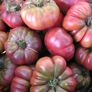 Fleischtomatensamen - Purple Calabash