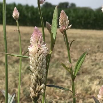 Celosia-Samen - natur