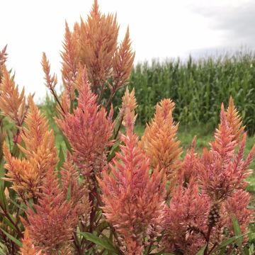 Celosia-Samen Federbusch - Rosa Gold