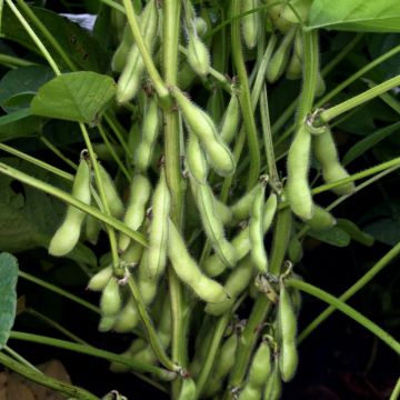 Edamame-Sojabohnen-Samen - Chiba Green