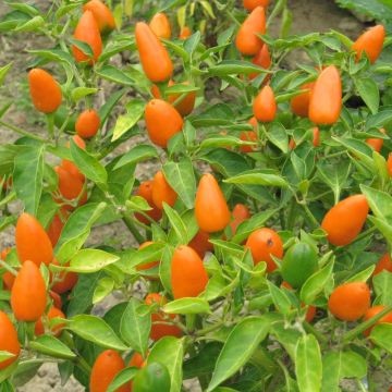 Chilisamen - Capela