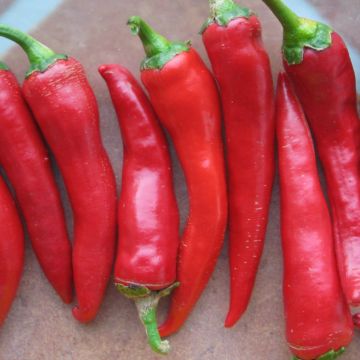 Chilisamen - De Cayenne