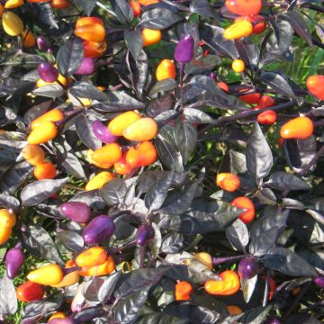 Chilisamen - Lila Luzi