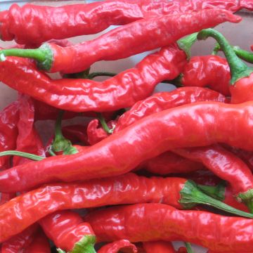Chilisamen - Sigaretta scharf