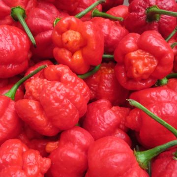 Chilisamen - Trinidad Moruga Scorpion