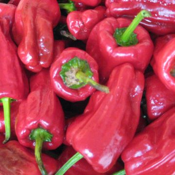 Chilisamen - Türkischer Gewürzpaprika