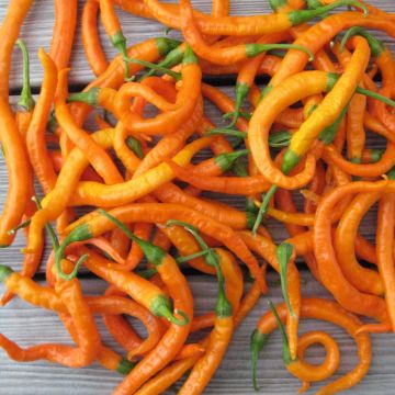 Chilisamen - Turuncu spiral