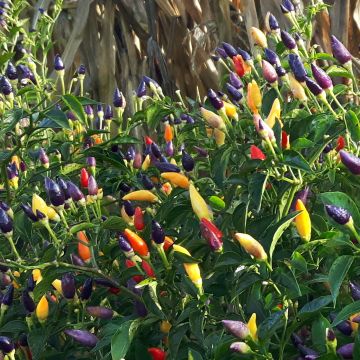 Chilisamen - Bolivian Rainbow