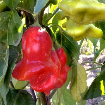 Chilisamen - Glockenpaprika