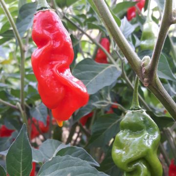 Chilisamen Habanero - Hot Paper Lantern