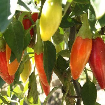 Chilisamen - Vietnam