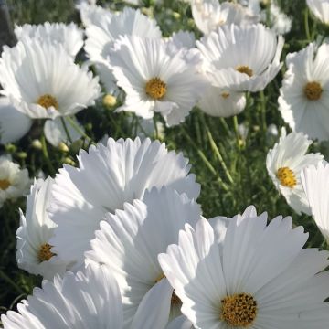 Cosmea-Samen - Cupcake weiß