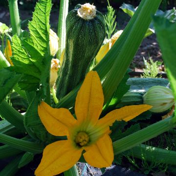Zucchini-Samen - Costates Romanesco