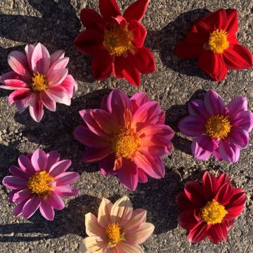 Dahlien-Samen - Sternenmeer