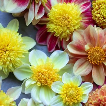 Dahlien-Samen - Tänzerin