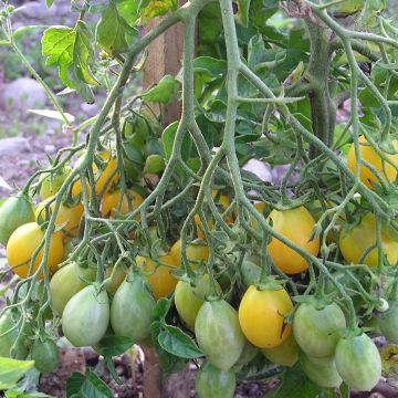 Cocktailtomatensamen - Dattelwein