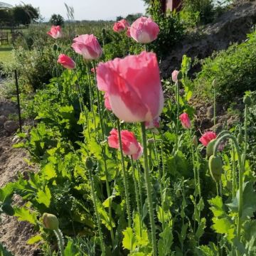 Mohn-Samen, Ess-