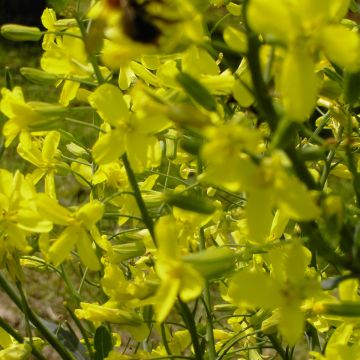 Färberwaid-Samen - Zier- und Färbepflanze