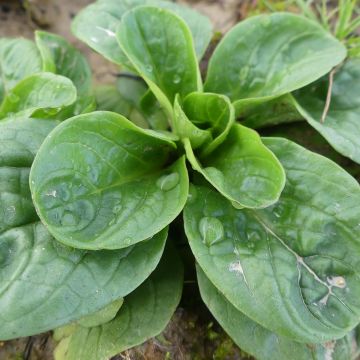 Feldsalat-Samen - Elan