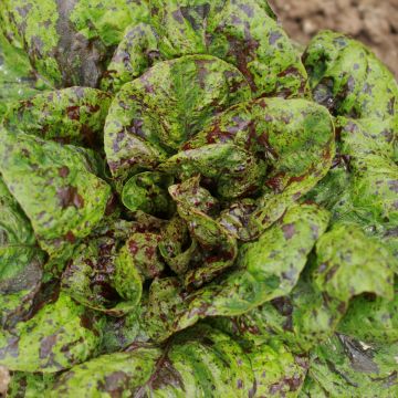 Salat-Samen, Romana - Forellenschluss