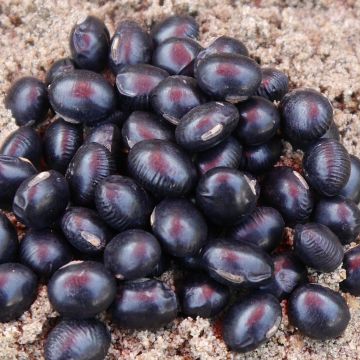Edamame-Sojabohnen-Samen - Hokkai Black