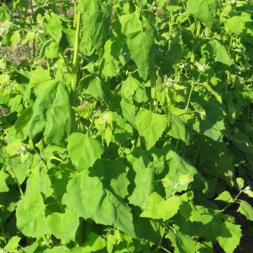 Gartenmelde-Samen, grün - Rarität / alte Gemüsesorte