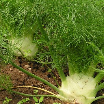 Knollenfenchel-Samen - Fino