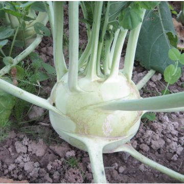 Kohlrabi-Samen - Superschmelz