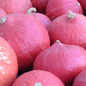 Hokkaido-Kürbis-Samen - Red Kuri