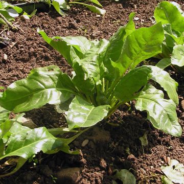 Mangold-Samen grün - Grüner Schnitt