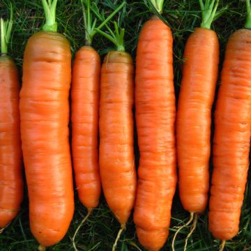 Möhren-Samen - Nantaise 2 / Fanal